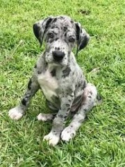 Magnificos Gran Danes disponibles