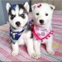 regalo-cachorro-de-husky-siberiano-macho-y-hembra-small-0