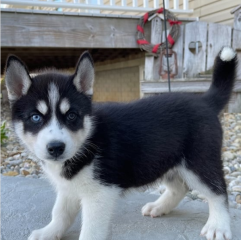 REGALO CACHORRO DE HUSKY SIBERIANO MACHO Y HEMBRA