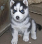 regalo-cachorro-de-husky-siberiano-macho-y-hembra-small-0