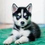 regalo-cachorro-de-husky-siberiano-macho-y-hembra-small-0