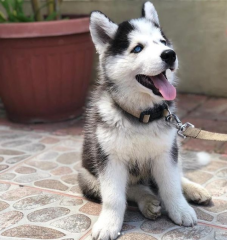 REGALO CACHORRO DE HUSKY SIBERIANO MACHO