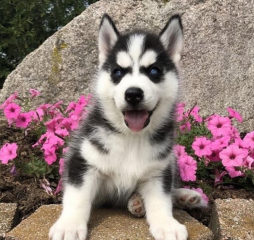 REGALO CACHORRO DE HUSKY SIBERIANO MACHO Y HEMBRA