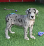 regalo-cachorro-de-gran-danes-en-adopcion-small-0