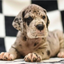 regalo-cachorro-de-gran-danes-en-adopcion-small-0