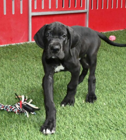 regalo-cachorro-de-gran-danes-en-adopcion-big-0