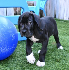 Regalo CACHORRO de Gran Danés en adopcion