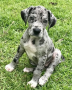 regalo-cachorro-de-gran-danes-en-adopcion-small-0