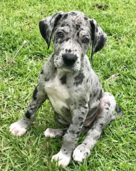 Regalo CACHORRO de Gran Danés en adopcion