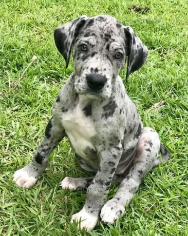 regalo-cachorro-de-gran-danes-en-adopcion-big-0