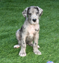 regalo-cachorro-de-gran-danes-en-adopcion-small-0