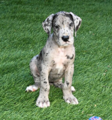 Regalo CACHORRO de Gran Danés en adopcion