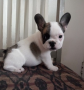 regalo-cachorro-de-bulldog-frances-para-adopcion-small-0