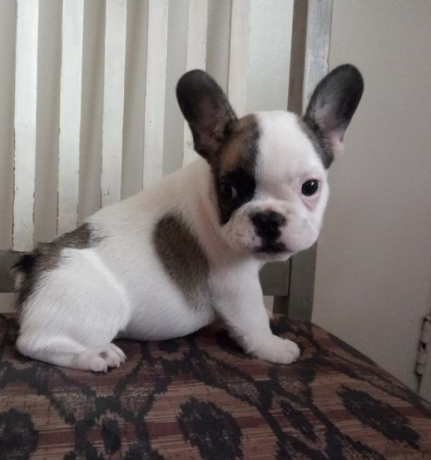 regalo-cachorro-de-bulldog-frances-para-adopcion-big-0