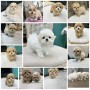 perritos-mini-f1-maltipoo-small-0