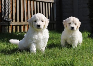 Golden Retriever busca una nueva familia