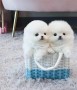 pomerania-disponibles-small-0