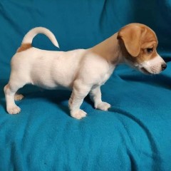 Regalo cachorro de jack russell en adopción