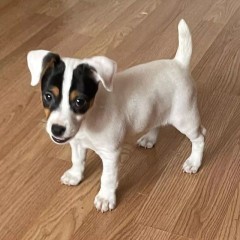 Regalo cachorro de jack russell en adopción