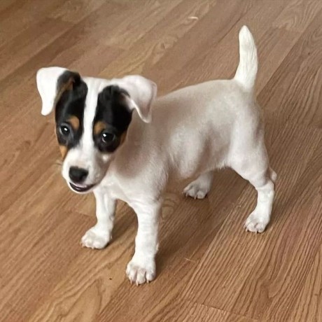 regalo-cachorro-de-jack-russell-en-adopcion-big-0