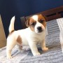 regalo-cachorro-de-jack-russell-en-adopcion-small-0