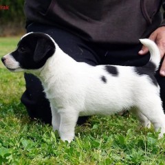 Regalo cachorro de jack russell en adopción