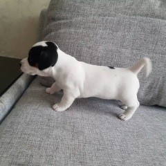 Regalo cachorro de jack russell en listo