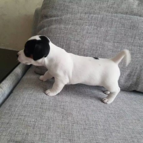 regalo-cachorro-de-jack-russell-en-listo-big-0