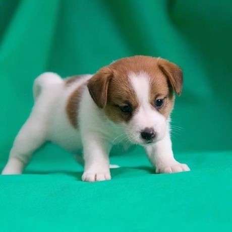 regalo-cachorro-de-jack-russell-listo-big-0