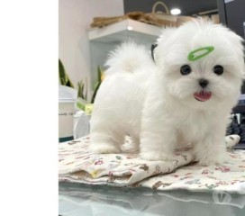 REGALO cachorro de Bichon Maltes Mini Toy Para Adopcion