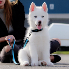 REGALO CACHORRO DE HUSKY SIBERIANO MACHO Y HEMBRA