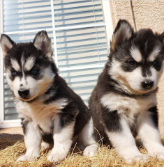 REGALO CACHORRO DE HUSKY SIBERIANO MACHO Y HEMBRA