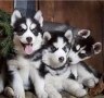 regalo-cachorro-de-husky-siberiano-macho-y-hembra-small-0