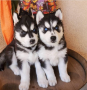 regalo-cachorro-de-husky-siberiano-macho-y-hembra-small-0