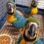 hermoso-guacamayo-azul-y-dorado-parlante-a-la-venta-small-1