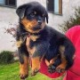 rottweiller-en-adopcion-small-0