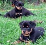 rottweiller-en-adopcion-small-0