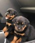 rottweiller-en-adopcion-small-0