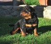 rottweiller-en-adopcion-small-0