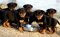 rottweiller-en-adopcion-small-0