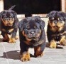 rottweiller-en-adopcion-small-0