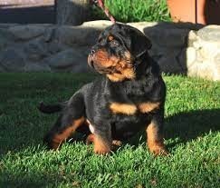 Rottweiller en adopcion