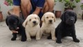 labrador-retriever-en-adopcion-small-0