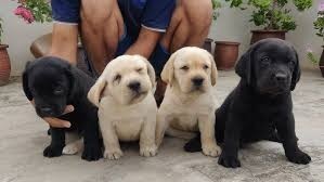 labrador-retriever-en-adopcion-big-0