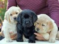 labrador-retriever-en-adopcion-small-0