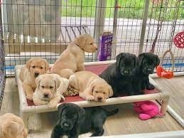 labrador-retriever-en-adopcion-big-0