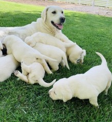 Labrador Retriever En adopcion