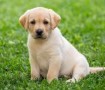 labrador-retriever-en-adopcion-small-0