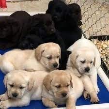 labrador-retriever-en-adopcion-big-0