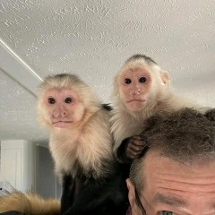 Monos capuchinos bebés entrenados en casa a la venta.